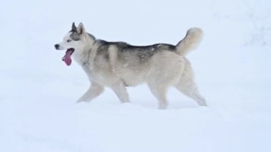 Neşeli ve neşeli bir kurt, mutlu bir köpeğin kış yürüyüşü olan karda atlar ve koşar. yeni