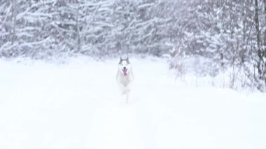 Sibirya Husky 'si, ormanda yalnız kurt avcısı gibi yürüyor, kış ve kış hayvan avı. Yeni