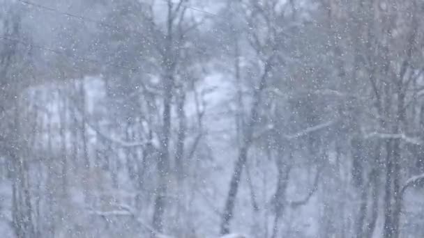 Λευκές Νιφάδες Χιονιού Πέφτουν Στον Κήπο Κοντά Στο Σπίτι Πέφτουν — Αρχείο Βίντεο