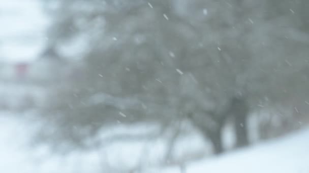 Underbar Vintermorgon Snöfall Och Lätt Bris Naturskådning — Stockvideo