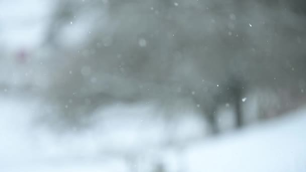 Zima Jej Naturalne Zjawiska Powolny Ruch Śniegu Dzienne Opady Śniegu — Wideo stockowe