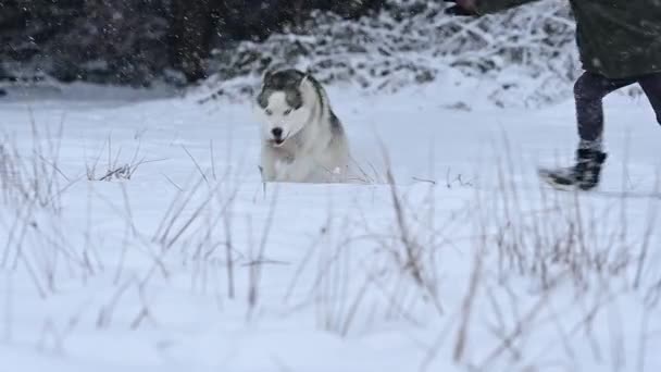 Ευτυχισμένος Husky Τρέχει Ένα Χιονισμένο Λιβάδι Κοντά Στο Δάσος Μια — Αρχείο Βίντεο