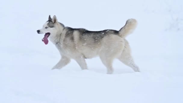 Zabawny Wesoły Husky Skacze Biegnie Śniegu Zimowy Spacer Szczęśliwego Psa — Wideo stockowe