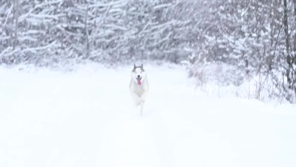 Siberian Husky Walks Woods Lone Wolf Predator Winter Winter Animal — Stock Video