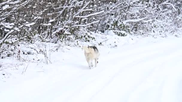 Prădător Plimbare Pădure Vânătoare Iarnă Căutare Pradă — Videoclip de stoc