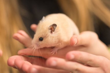 A pet hamster in the hands of a child, the hamster is sitting on the table.