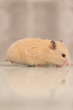 A hamster sits on a table that reflects it, a peach-colored hamster.