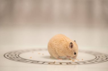 A hamster on a white background greedily stuffs food by its cheeks, a hamster in a black circle.