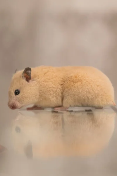 Hamster Sits Table Reflects Peach Colored Hamster — Photo