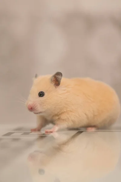 Hamster Sits Table Reflects Peach Colored Hamster — Stock Photo, Image