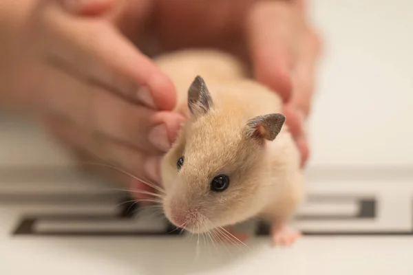 Pet Hamster Hands Child Hamster Sitting Table — Zdjęcie stockowe