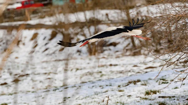 Stork Early Spring Snow Migratory Stork Bird Birds Ukraine Large — Stock Photo, Image