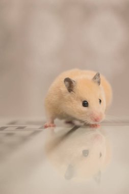 A hamster sits on a table that reflects it, a peach-colored hamster.