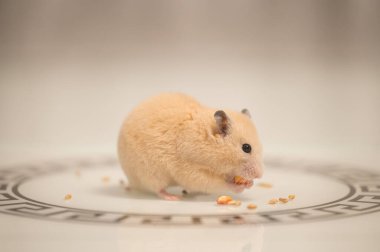 A hamster on a white background greedily stuffs food by its cheeks, a hamster in a black circle.