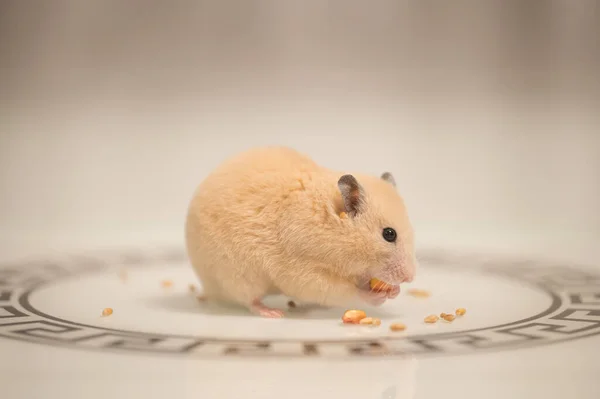 A hamster on a white background greedily stuffs food by its cheeks, a hamster in a black circle.