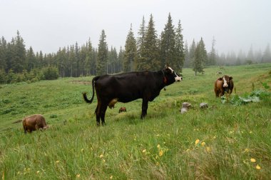 Dağlarda inekleri olan bir çiftlik, tarlalarda ormanın yakınında otlayan inekler, Karpatlar 'da inekleri olan bir çiftlik..