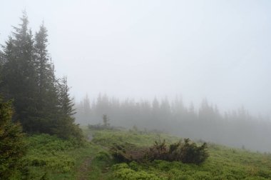 Ormanın yakınındaki bir açıklıkta sis üstüne sis, Karpatlar 'da yoğun beyaz sis..
