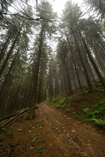 Tall trees of the Carpathian forests, nature reserve in the Carpathians, Ukrainian forests and reserves.