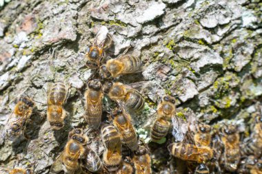 Bees in a detailed plan, a swarm of bees shot under a macro lens, bees on the bark of a tree.