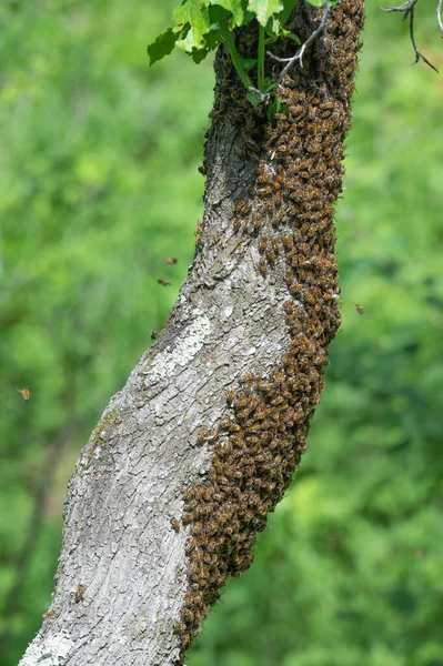 Honey bees swarm on a tree, worker insects, bees on a tree.