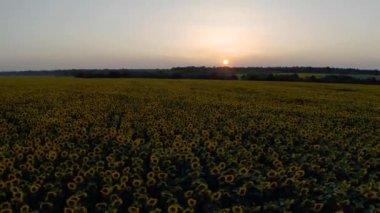 Wonderful landscape of Ukrainian sunflower field at sunset near the pond 2020