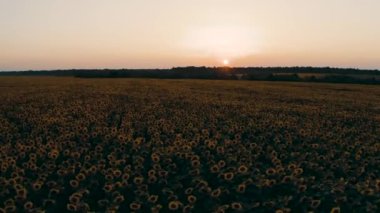 Wonderful landscape of Ukrainian sunflower field at sunset near the pond 2020