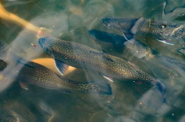 Karelya ve altın alabalıklar dağ nehirlerinde yüzer, akarsudaki balıkların yapay üremesi, suyun altında bir sürü balık.