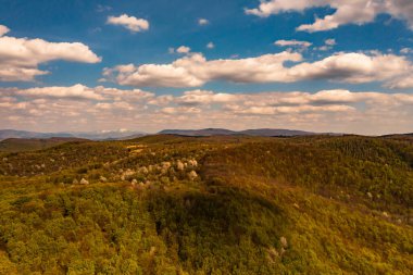 Ukrayna 'nın eski ladin ormanları, Karpat dağlarının tepeleri, dağların tepeleri, ekolojik olarak temiz ormanlar..