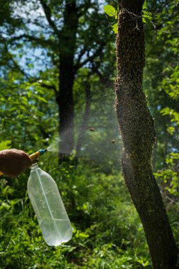 Spraying a swarm of bees with water, wet honey bees, collecting a swarm of bees.