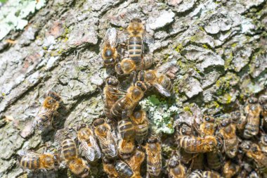 Bees in a detailed plan, a swarm of bees shot under a macro lens, bees on the bark of a tree.