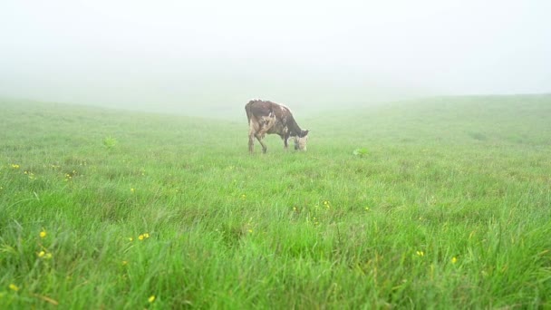 Cow Grazes Pasture Carpathians Ukraine Slow Motion Video Cow Fog — Stock video