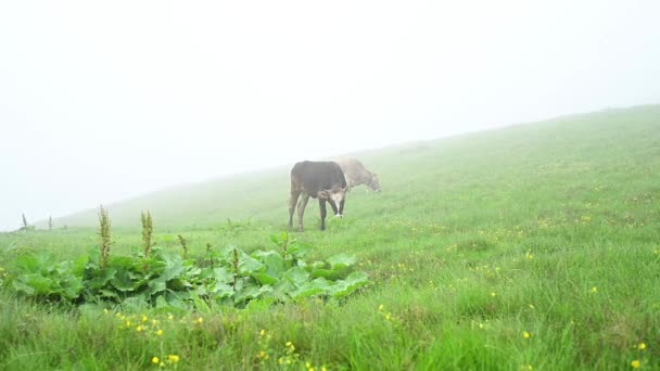 Cow Grazes Pasture Carpathians Ukraine Slow Motion Video Cow Fog — Stock video