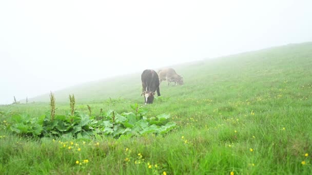 Cow Grazes Pasture Carpathians Ukraine Slow Motion Video Cow Fog — Stockvideo