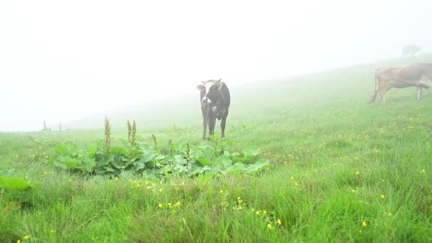 Cow Grazes Pasture Carpathians Ukraine Slow Motion Video Cow Fog — Vídeos de Stock