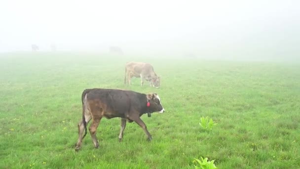 Cow Grazes Pasture Carpathians Ukraine Slow Motion Video Cow Fog — стоковое видео