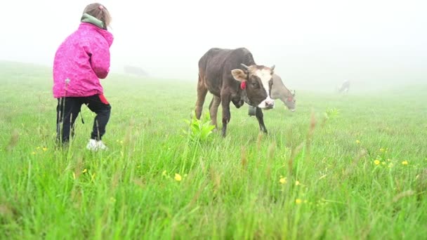Inquisitive Girl Approaches Cow Cow Grazes Pasture Cow Girl Fog — 图库视频影像
