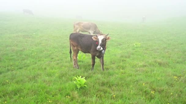 Cattle Breeding Carpathians Ukraine Cow Grazes Pasture Fog Brown Cow — Stockvideo