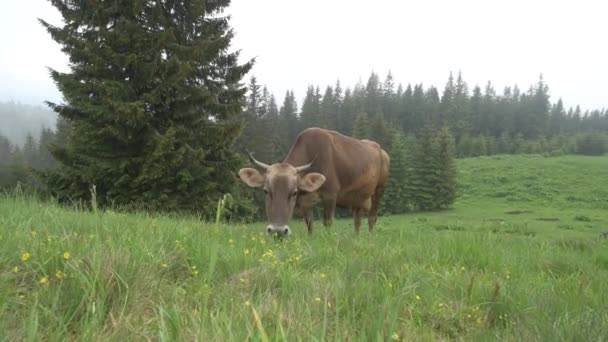 Cattle Breeding Carpathians Ukraine Cow Grazes Pasture Fog Brown Cow — ストック動画