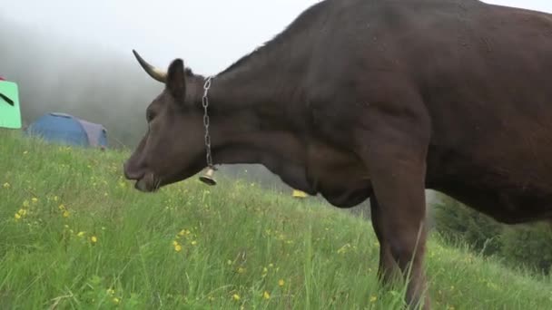 Inquisitive Girl Approaches Cow Cow Grazes Pasture Cow Girl Fog — Vídeo de stock