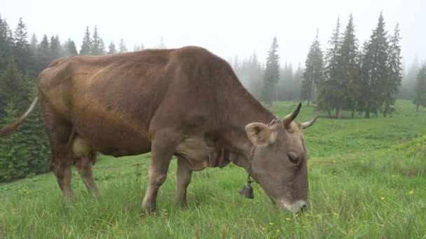 Cattle Breeding Carpathians Ukraine Cow Grazes Pasture Fog Brown Cow — Stock video