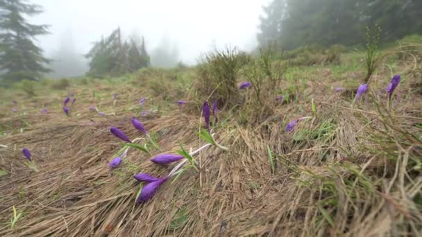 Crocuses Have Yet Opened Dry Grass Mountains Crocuses Carpathians — Wideo stockowe