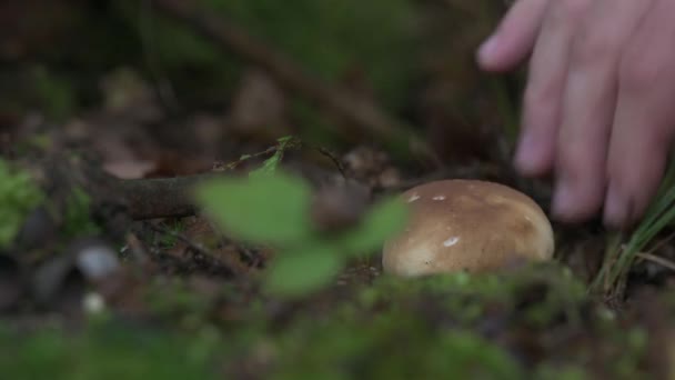 Mans Hand Picks White Mushroom Picking Mushroom Boletus Forest — Stock Video