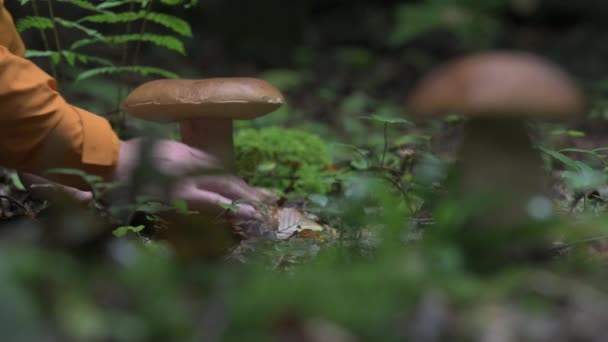 Una Mano Hombre Escoge Hongo Blanco Recogiendo Boletus Hongos Bosque — Vídeos de Stock