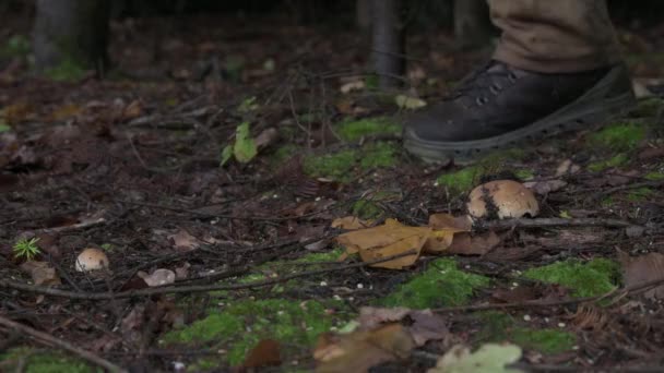 Tourist Walks Boletus Pine Forest Autumn — Stock Video