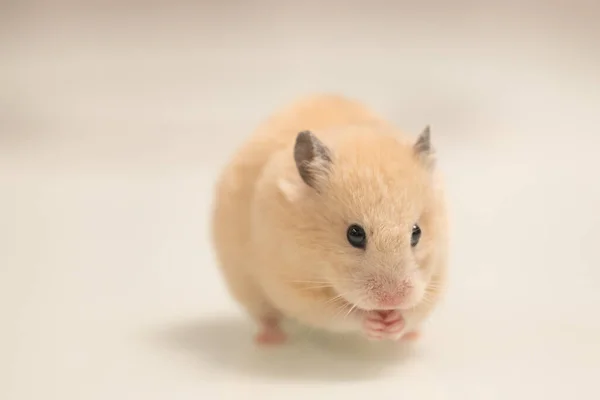 Hamster White Background Greedily Stuffs Food Its Cheeks Hamster Black — Zdjęcie stockowe