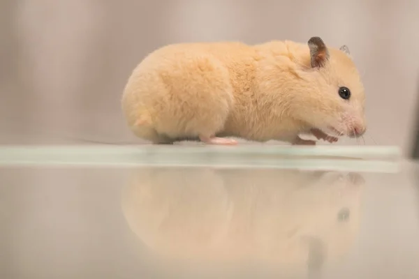 Hamster Sits Table Reflects Peach Colored Hamster — Zdjęcie stockowe