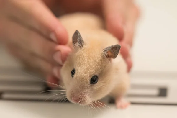 Pet Hamster Hands Child Hamster Sitting Table — Zdjęcie stockowe