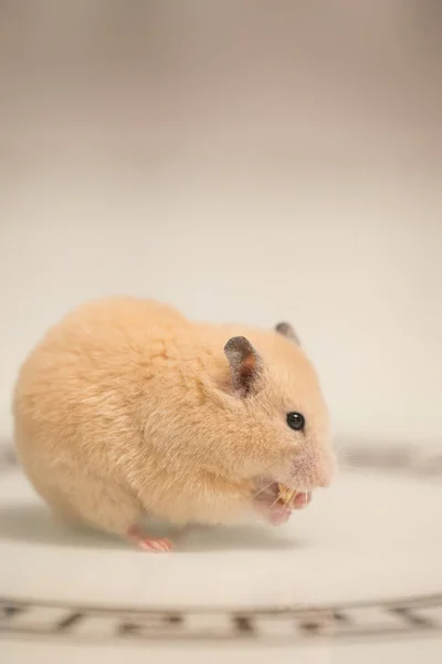 Hamster White Background Greedily Stuffs Food Its Cheeks Hamster Black —  Fotos de Stock