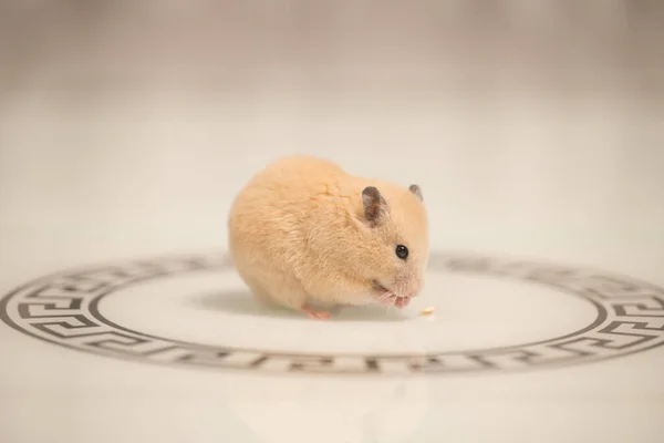 Hamster White Background Greedily Stuffs Food Its Cheeks Hamster Black — Stockfoto