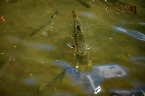 Karelian Golden Trout Swim Mountain Rivers Artificial Breeding Fish Running — Stock Photo, Image